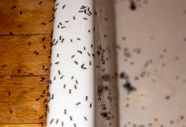 Best Residential Pest Control  in Berne, IN