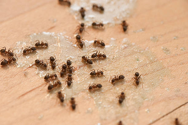 Best Pest Control Treatment  in Berne, IN