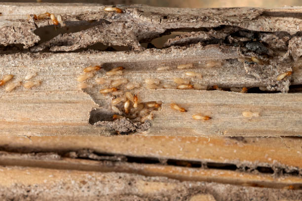 Best Termite Control Services  in Berne, IN
